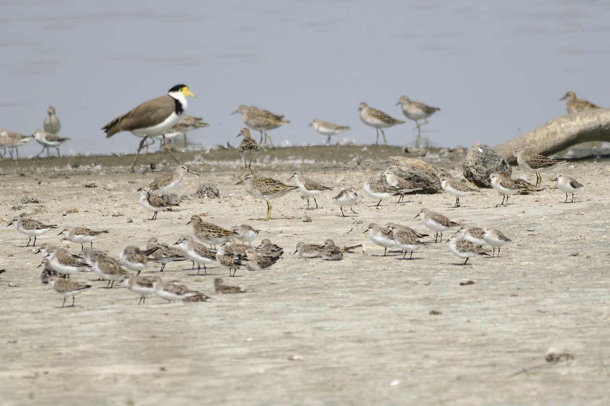 Sharp-tailed Sandpiper - ML620284898