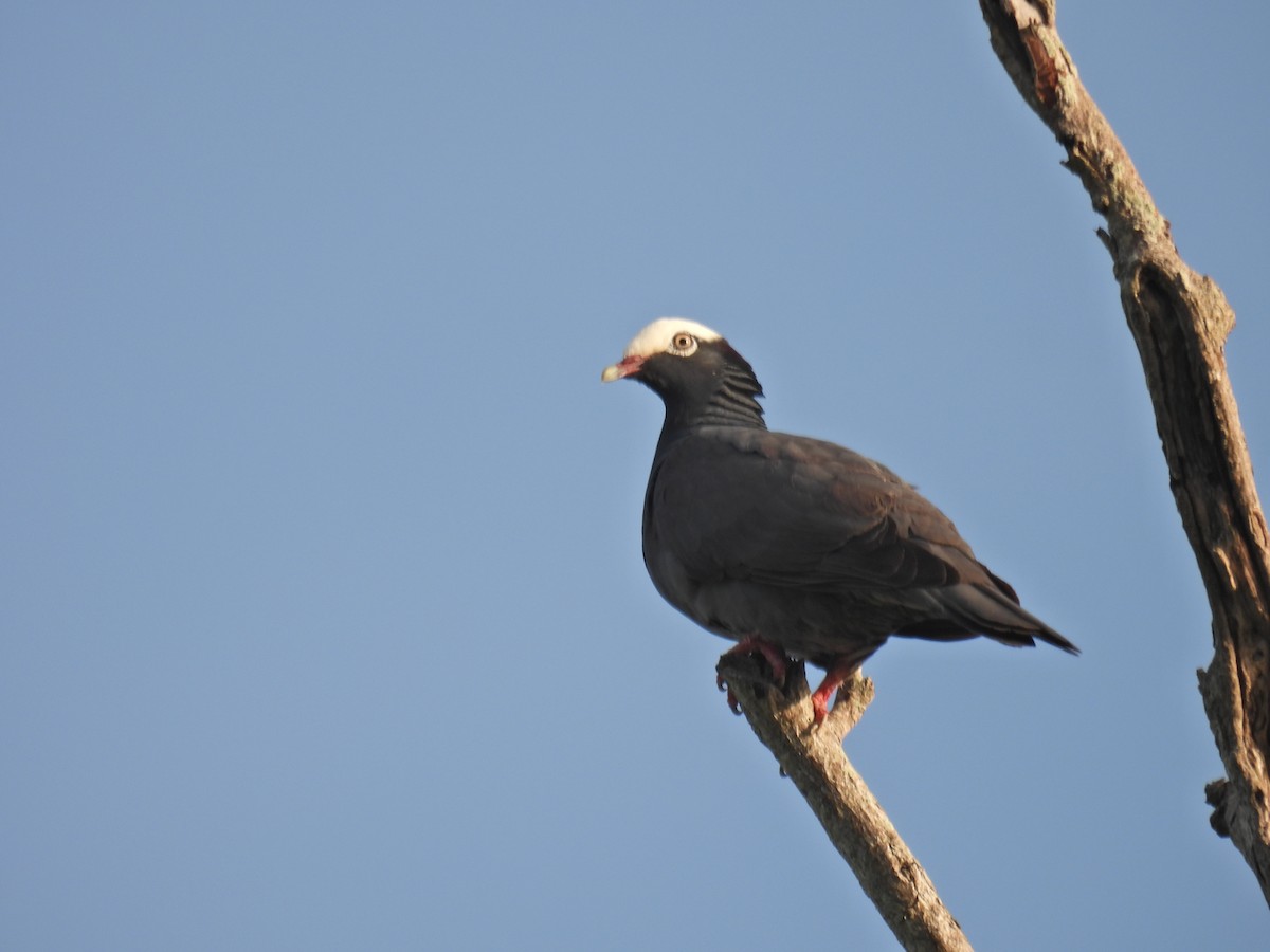 White-crowned Pigeon - ML620284905