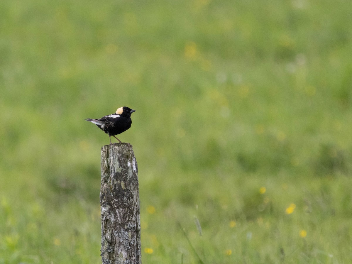 Bobolink - ML620284910