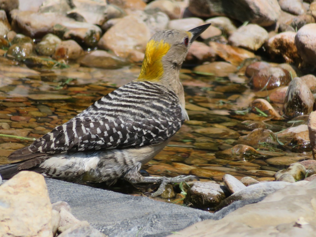 Golden-fronted Woodpecker - ML620284913