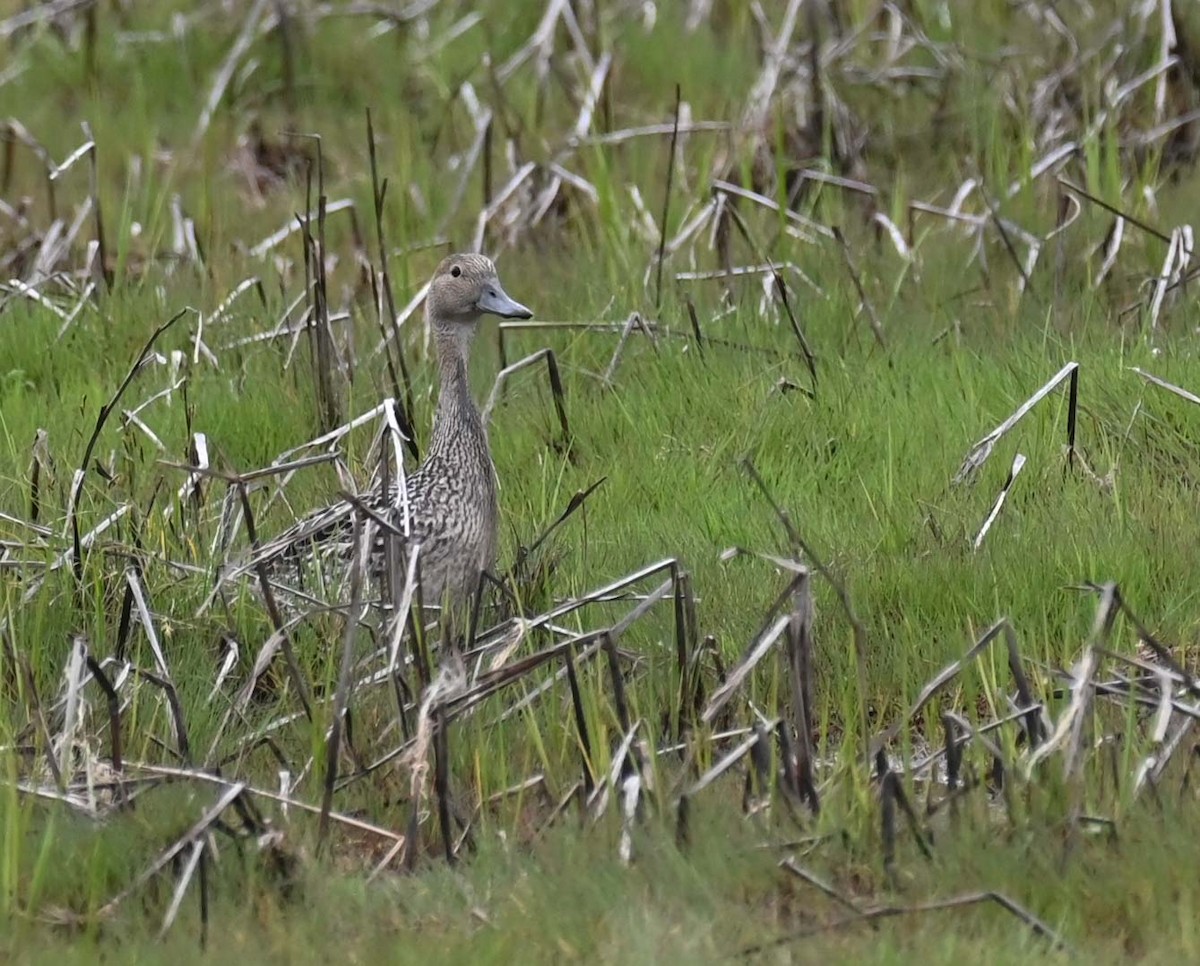 Northern Pintail - ML620284920