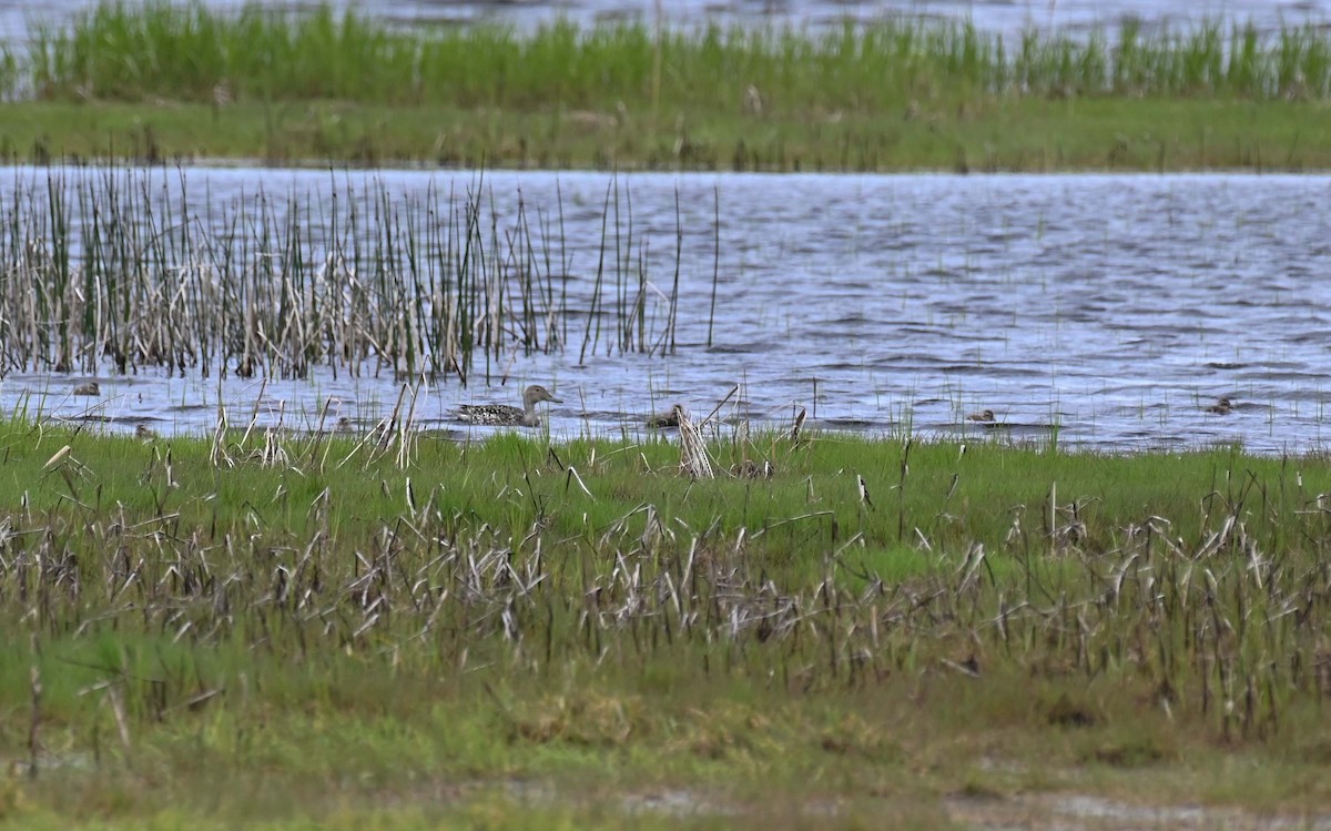 Northern Pintail - ML620284921