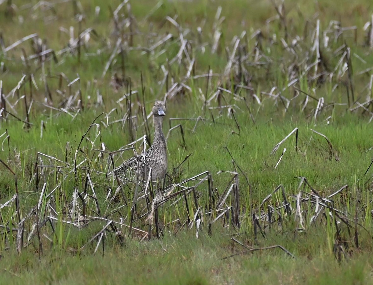 Northern Pintail - ML620284924