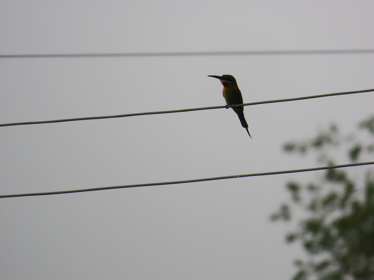 Blue-tailed Bee-eater - ML620284927