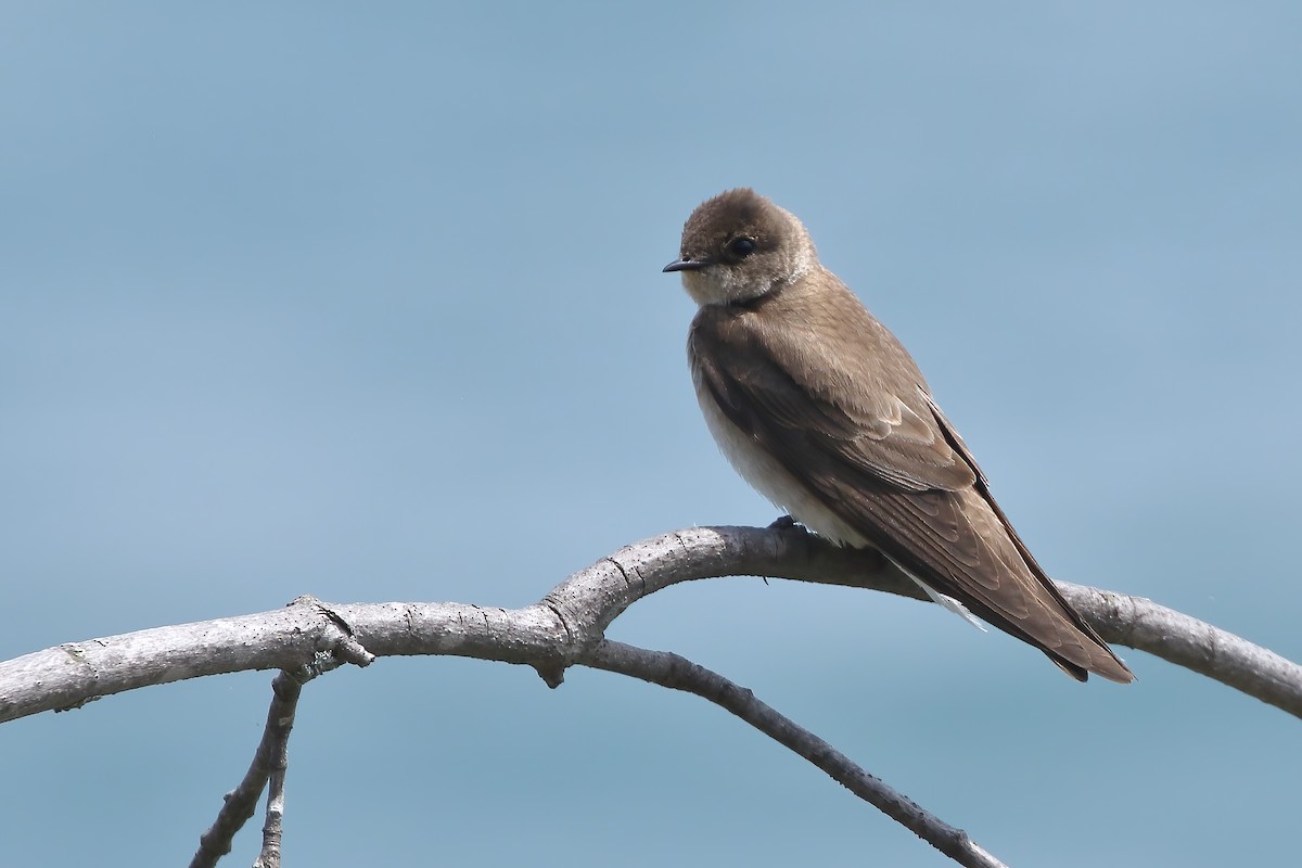 Northern Rough-winged Swallow - ML620284931