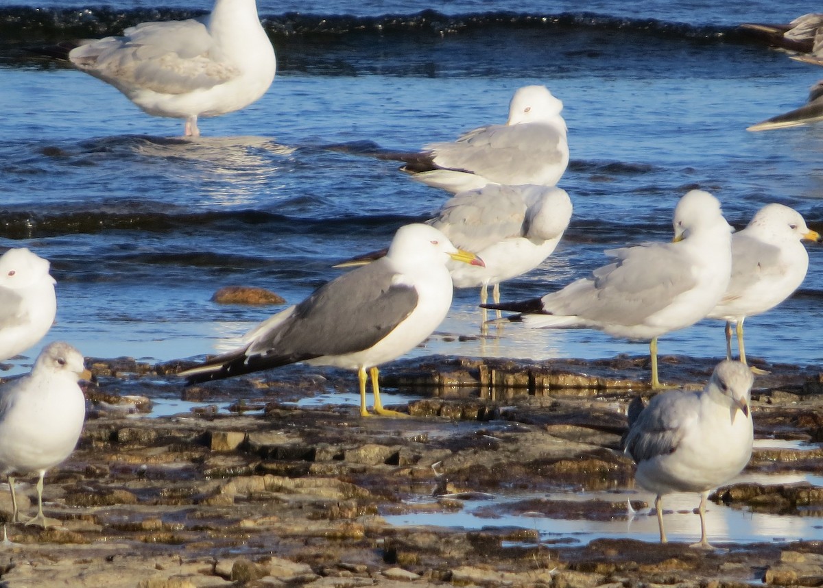 Black-tailed Gull - ML620284933