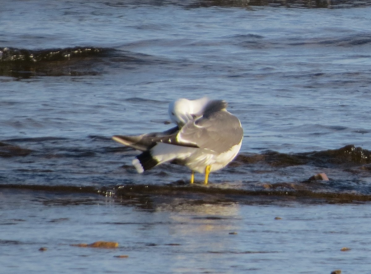 Black-tailed Gull - Scott Jennex