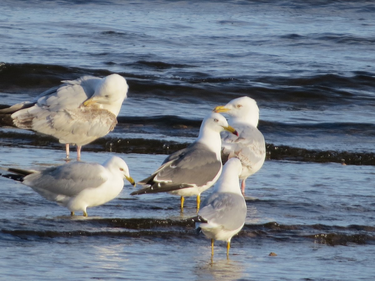 Black-tailed Gull - ML620284936