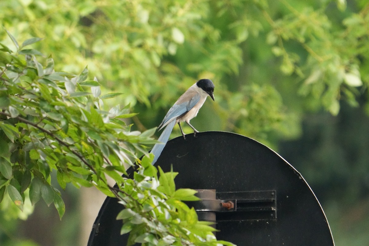 Azure-winged Magpie - ML620284938