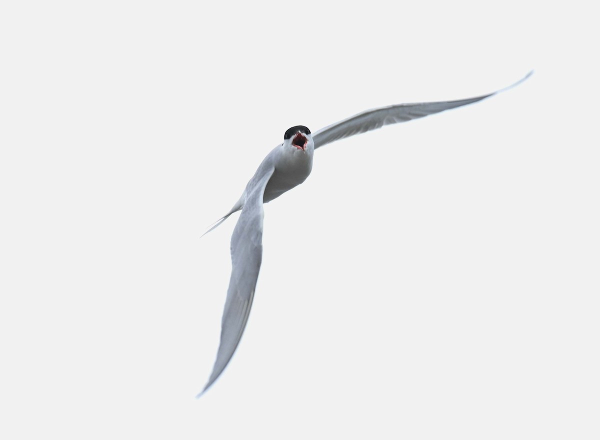 Common Tern - ML620284940