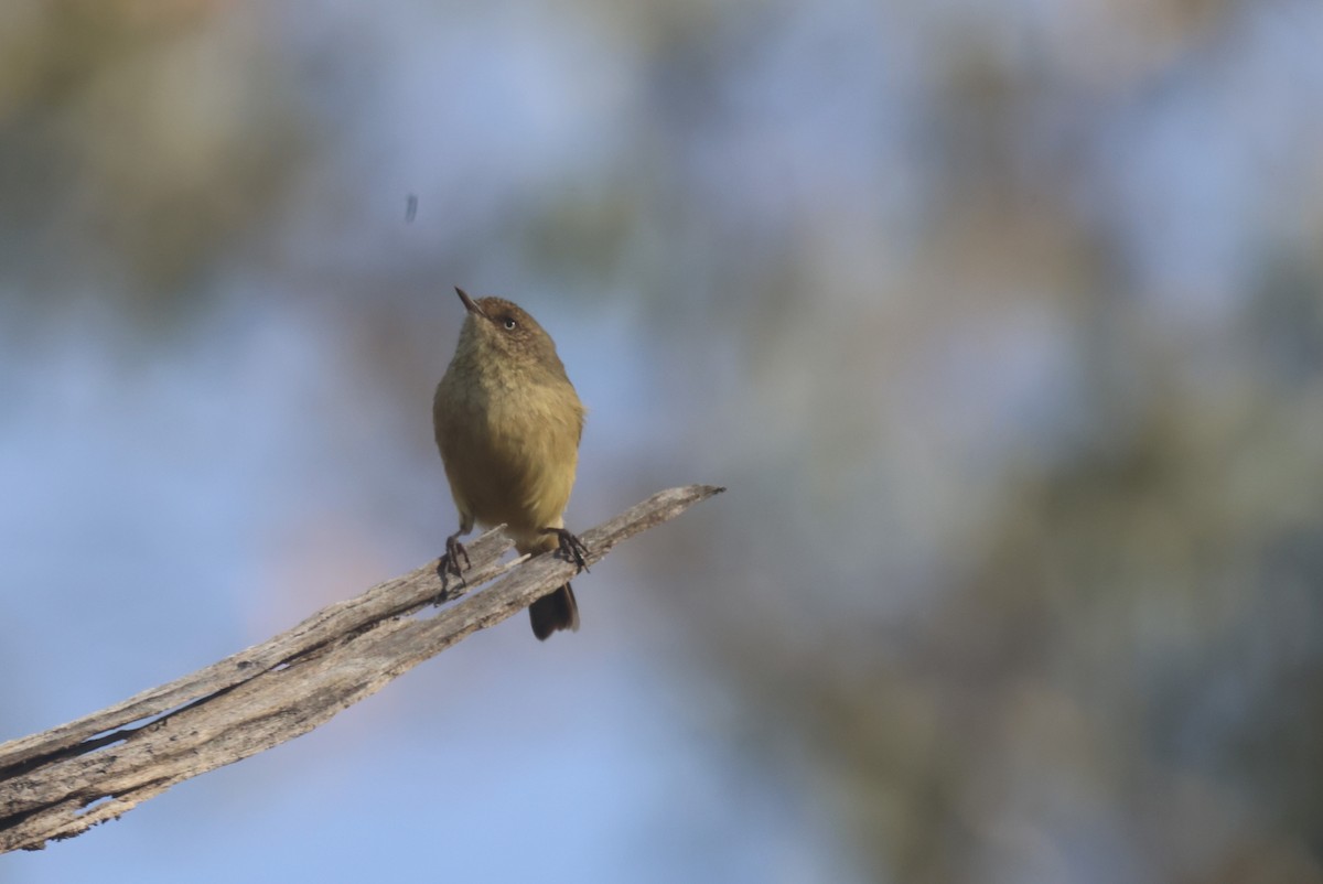 Buff-rumped Thornbill - ML620284941