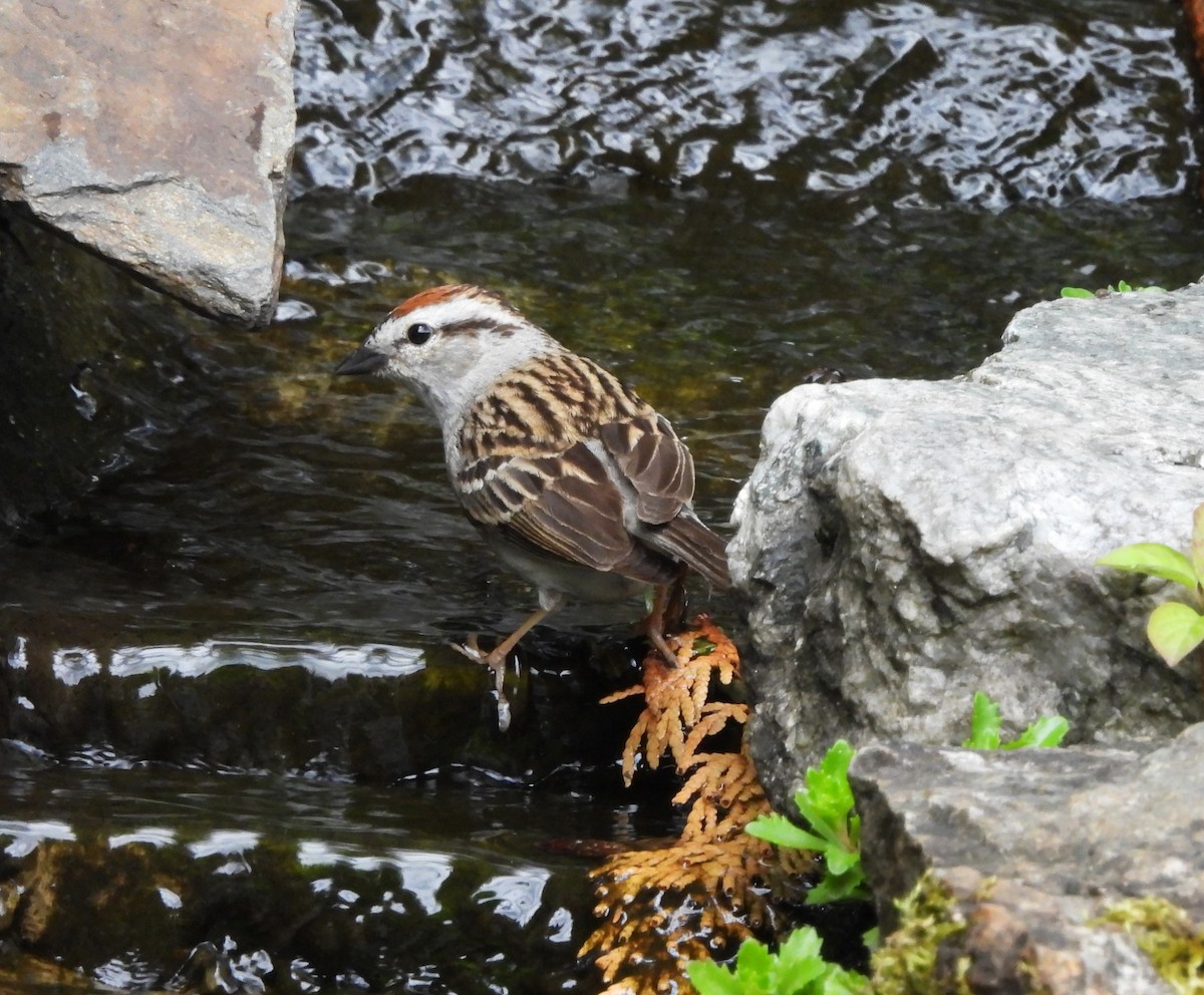 Chipping Sparrow - ML620284946