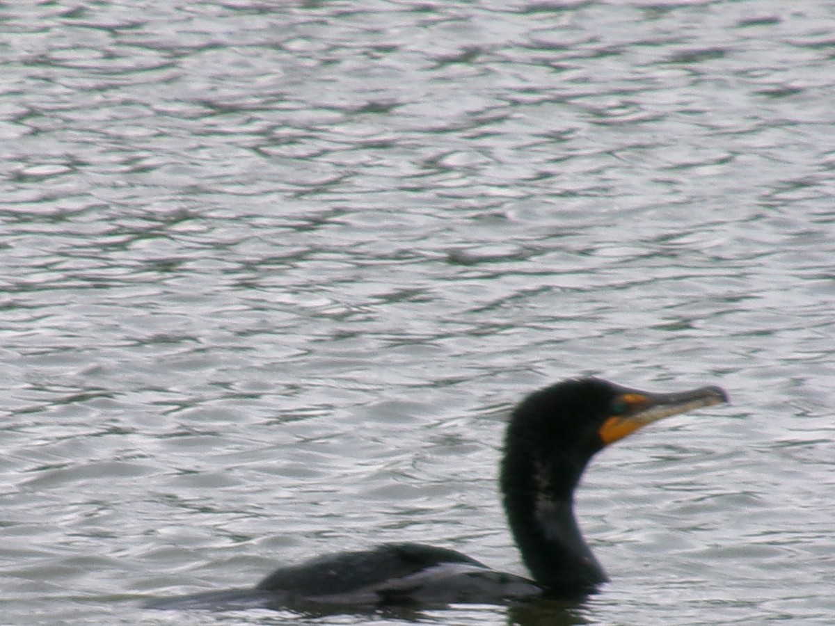 Double-crested Cormorant - ML620284955