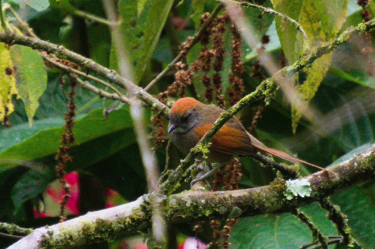 Azara's Spinetail - ML620284961