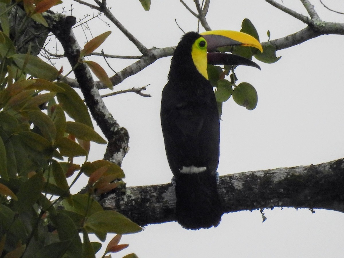 Yellow-throated Toucan - ML620284967