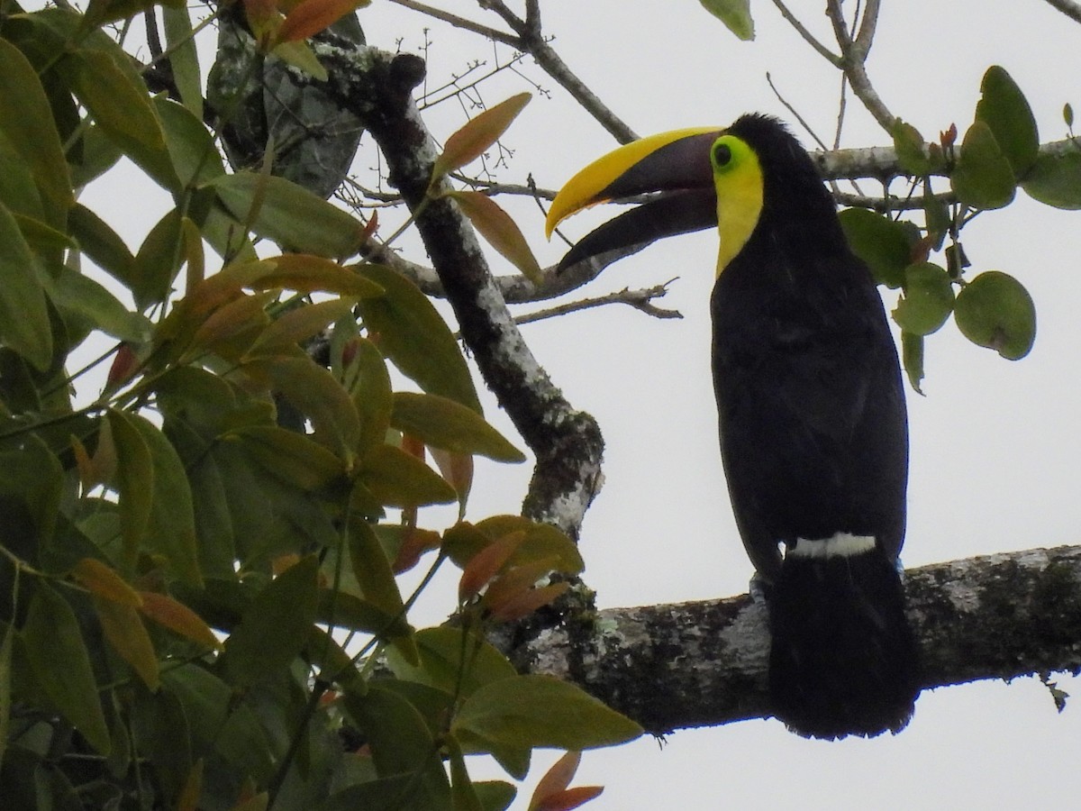 Yellow-throated Toucan - ML620284968