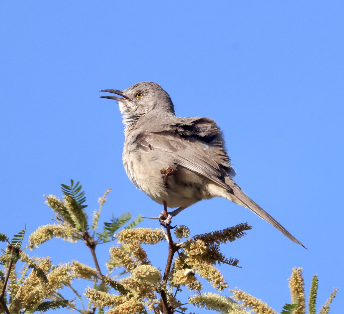 Bendire's Thrasher - ML620284970