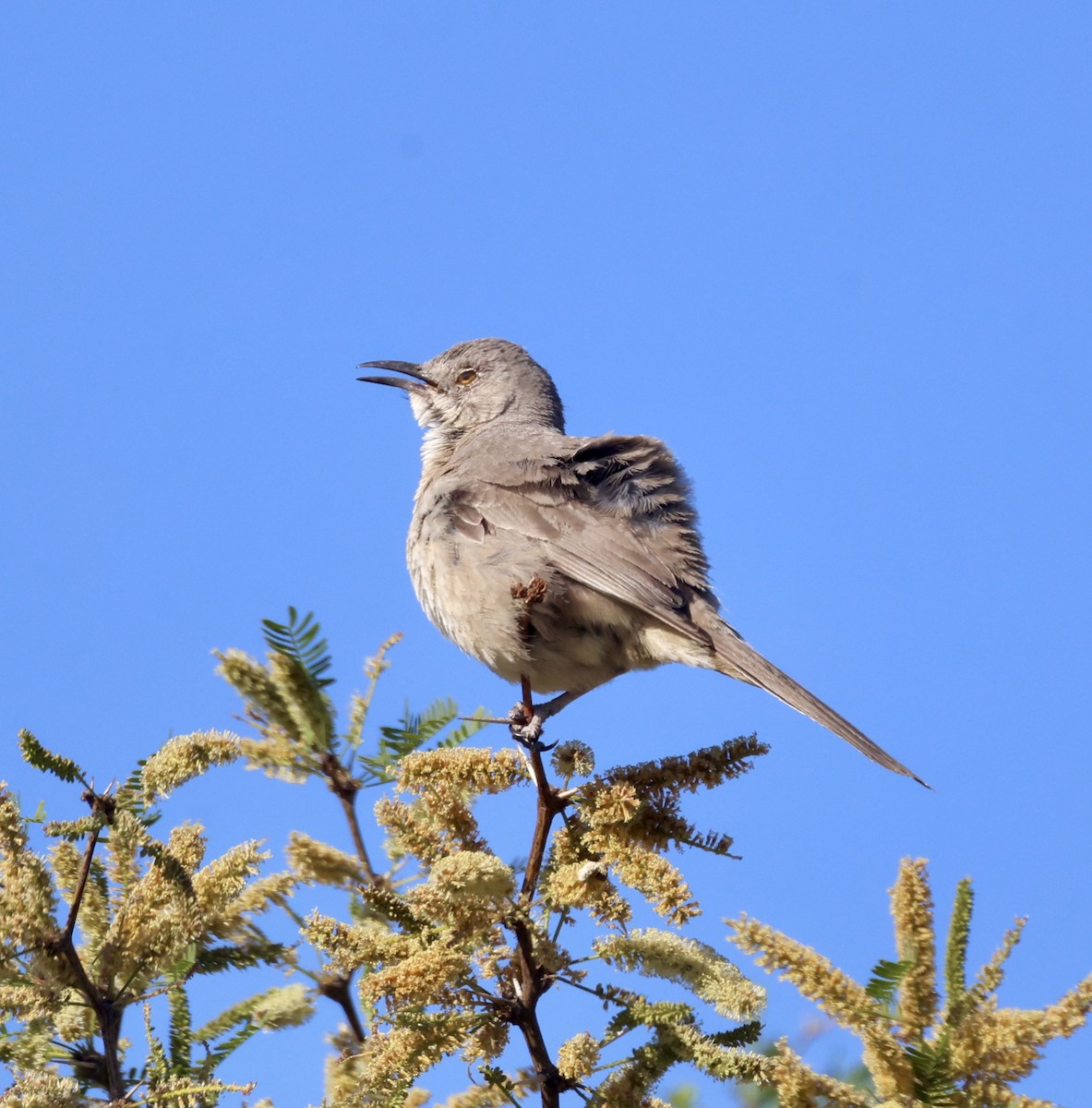 Bendire's Thrasher - ML620284971