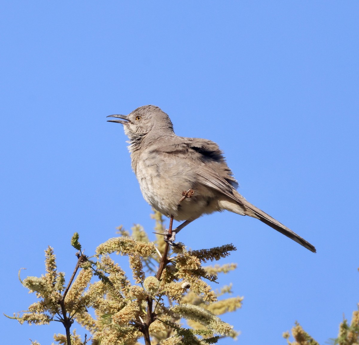 Bendire's Thrasher - ML620284972