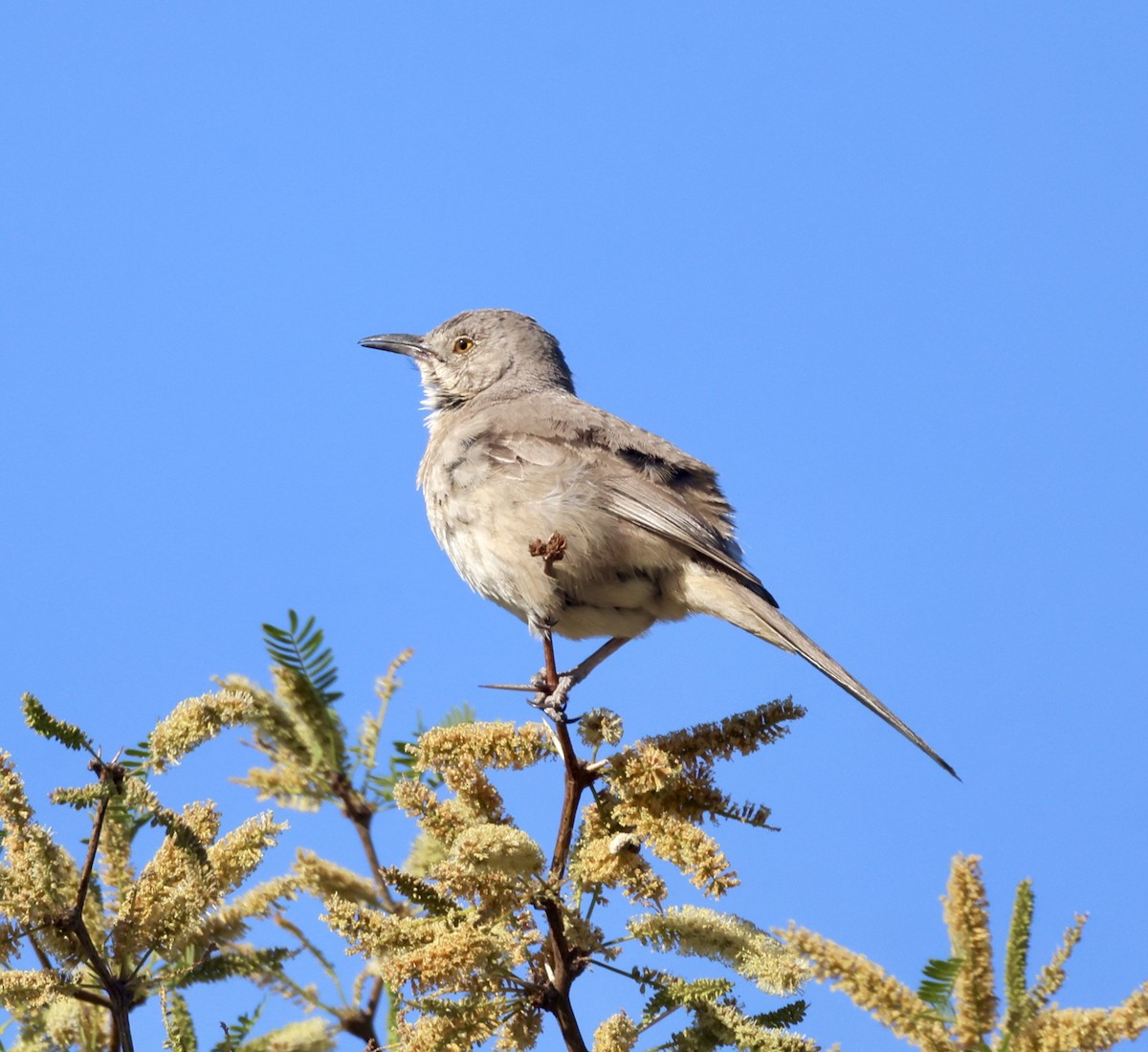 Bendire's Thrasher - ML620284975