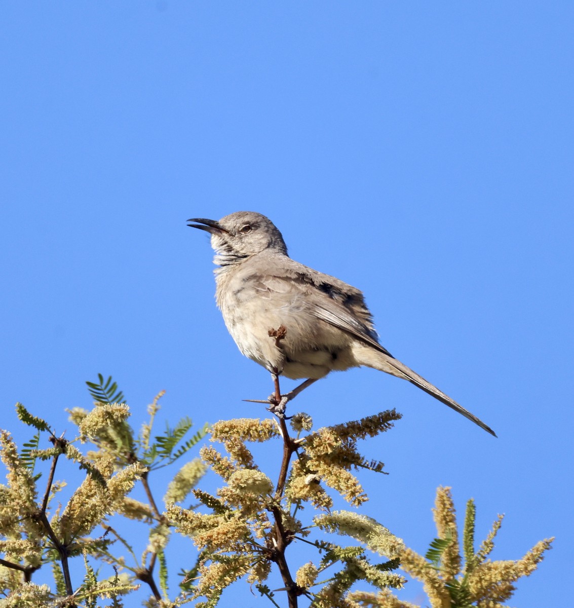 Bendire's Thrasher - ML620284977