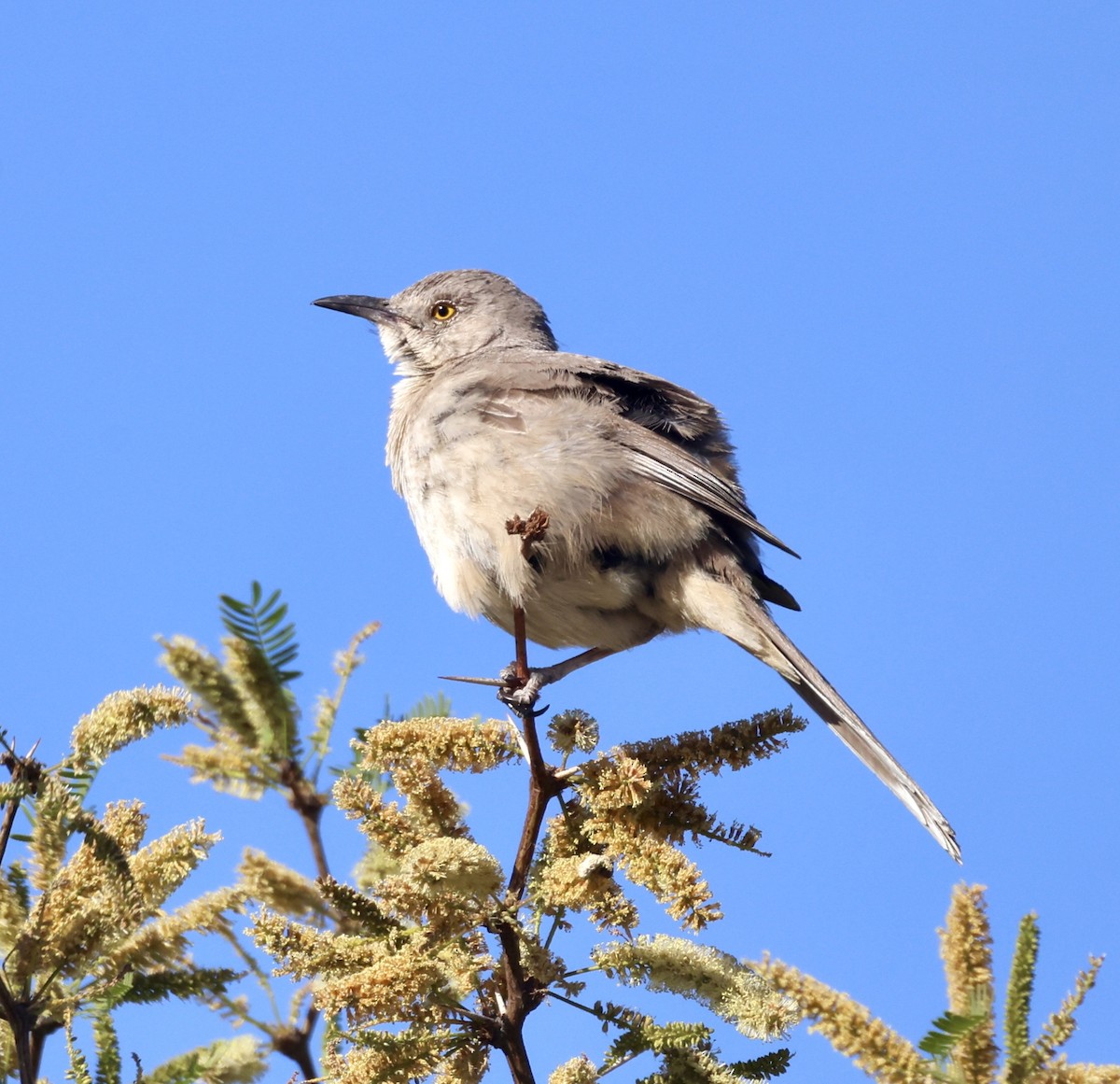 Bendire's Thrasher - ML620284978