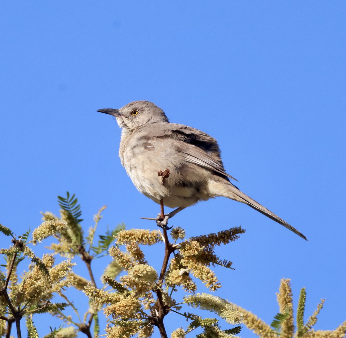 Bendire's Thrasher - ML620284979