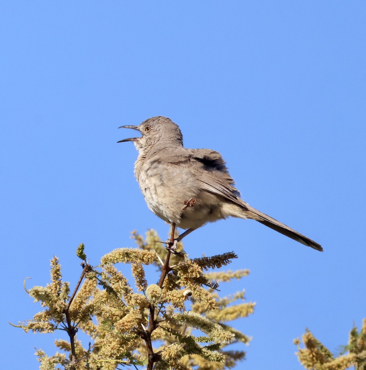 Bendire's Thrasher - ML620284985