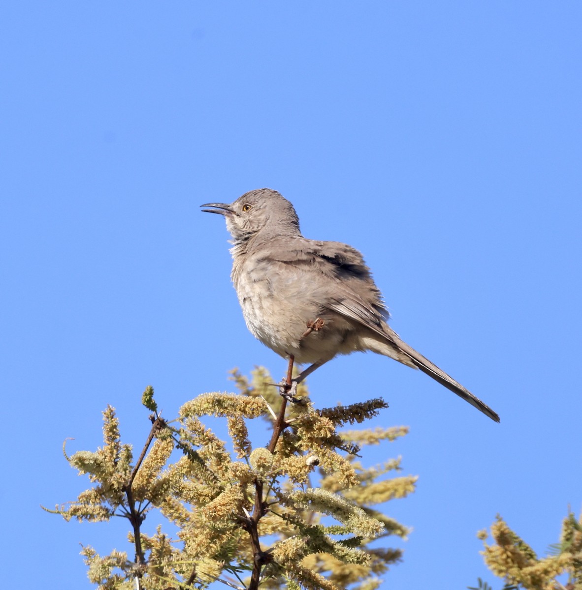 Bendire's Thrasher - ML620284986