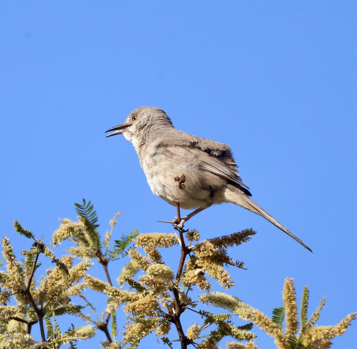 Bendire's Thrasher - ML620284987