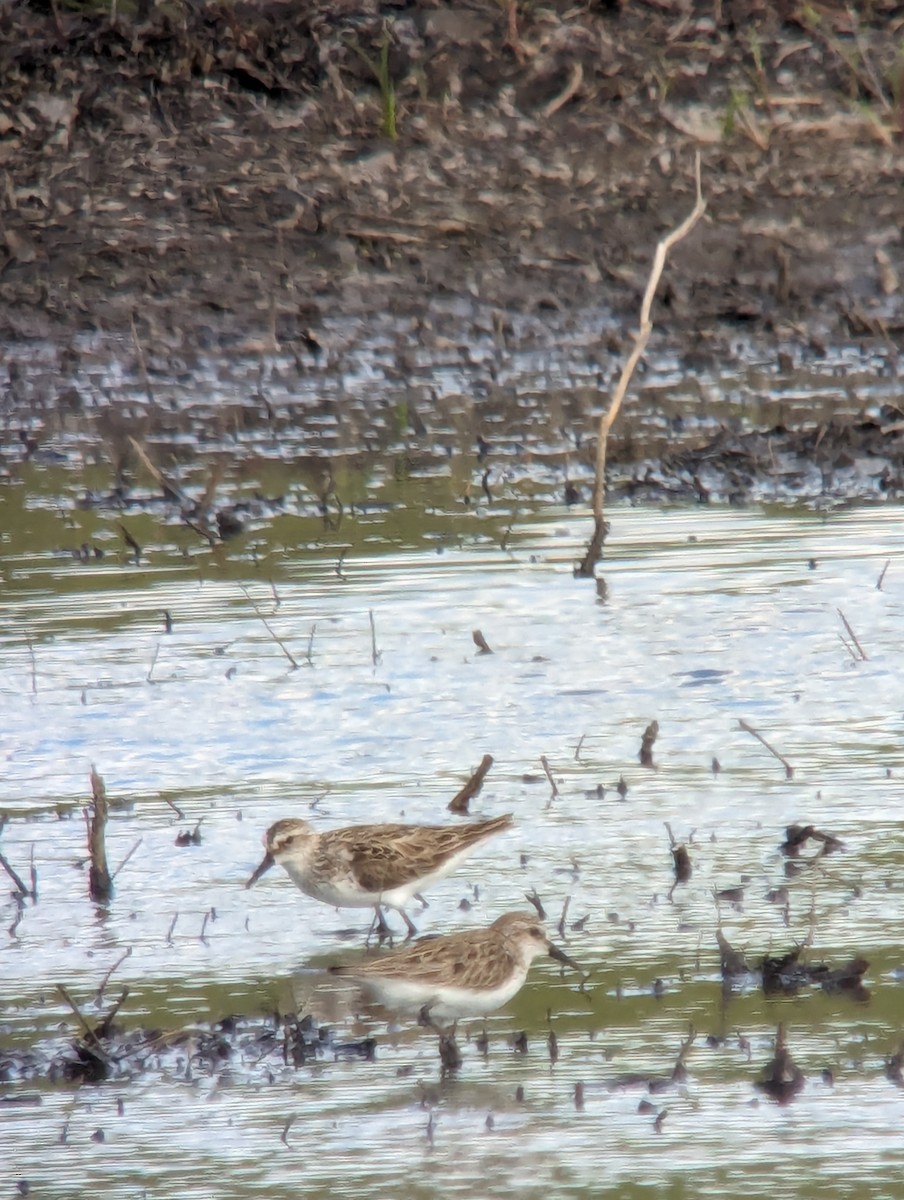 sandsnipe - ML620284989