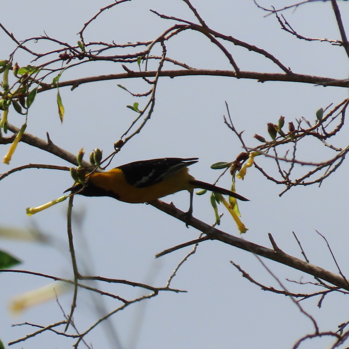 Hooded Oriole - ML620284990