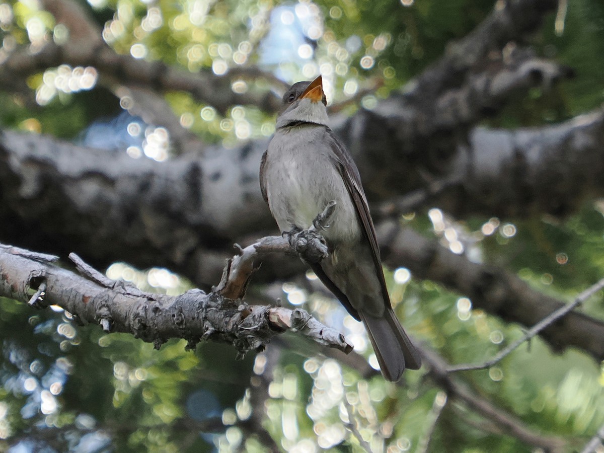 Western Wood-Pewee - ML620284992