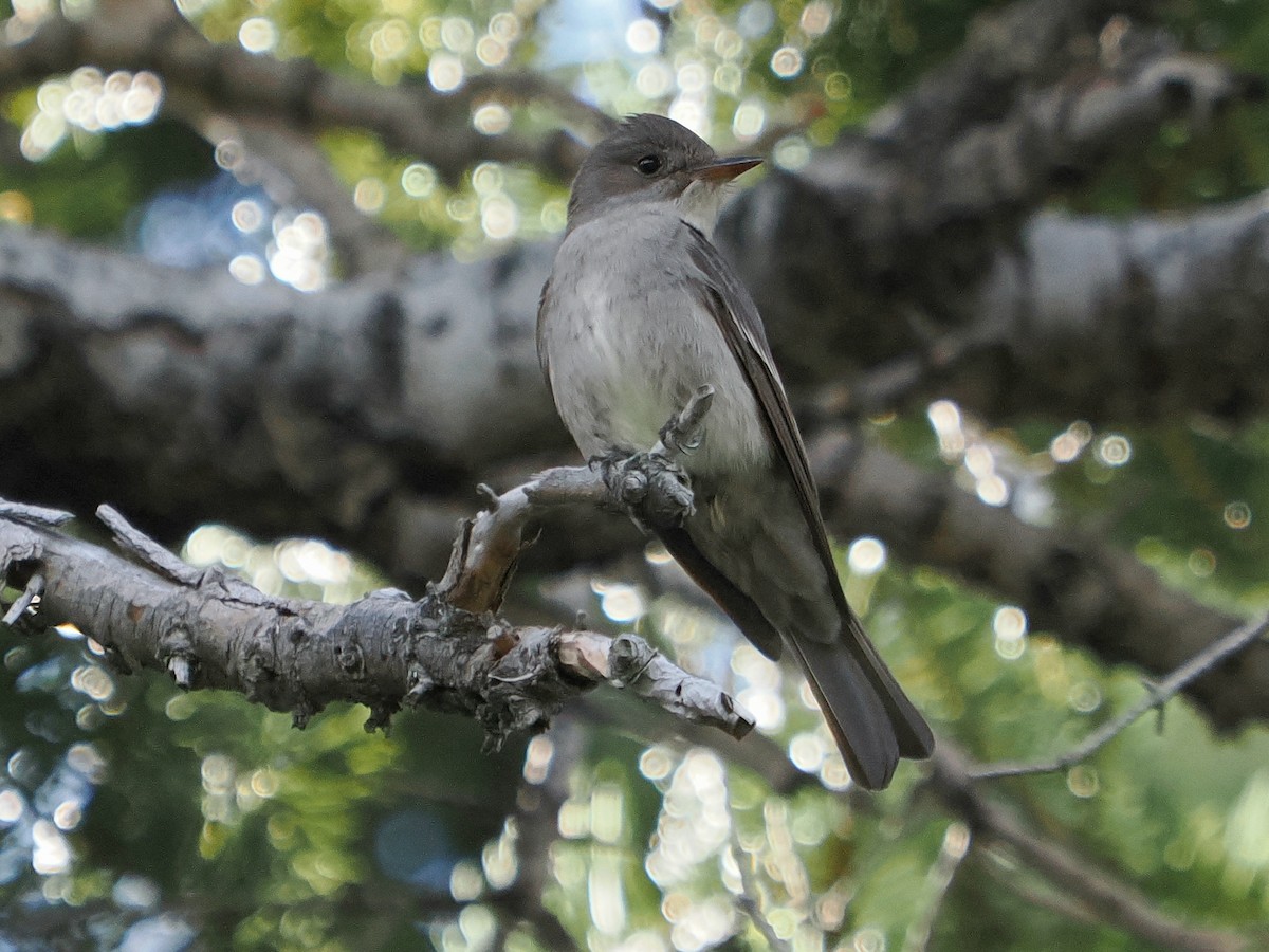 Western Wood-Pewee - ML620284993