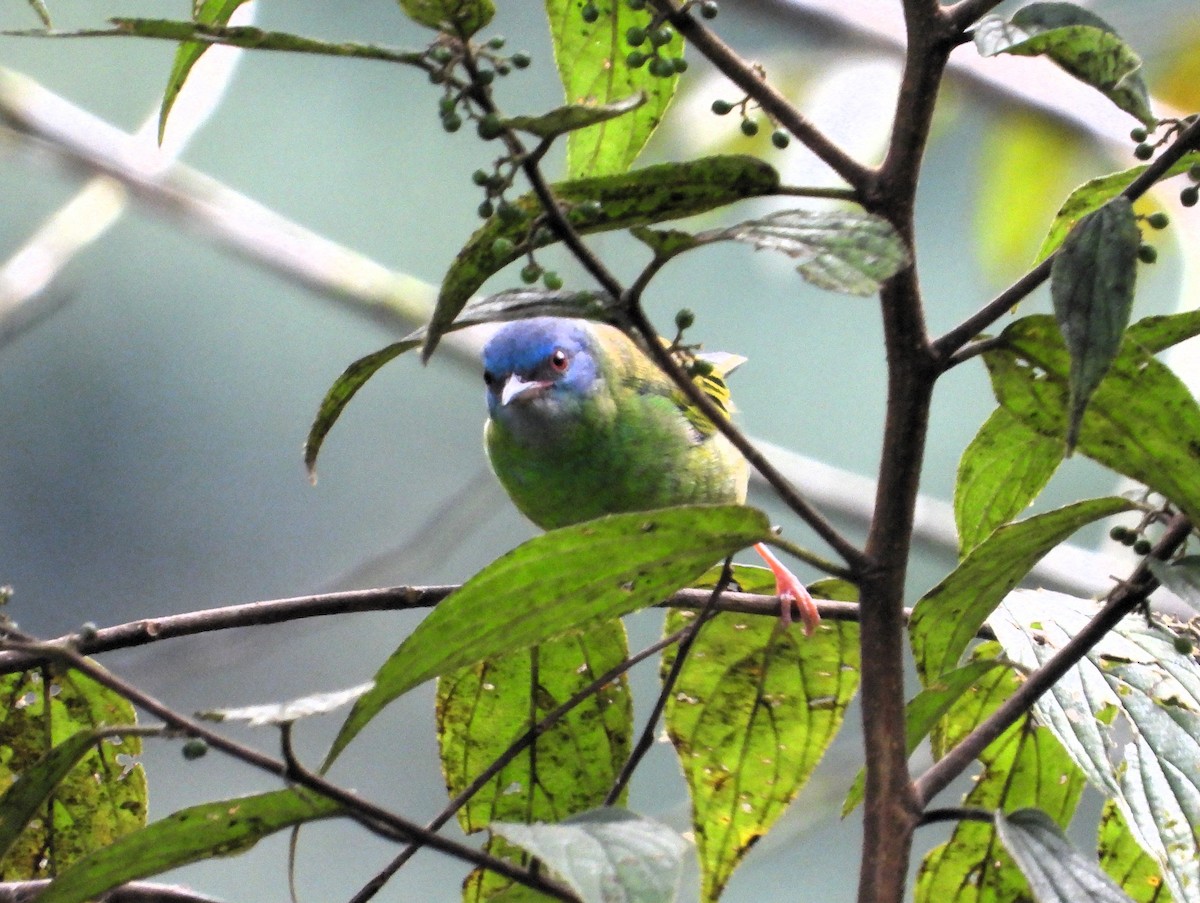 Scarlet-thighed Dacnis - ML620284994