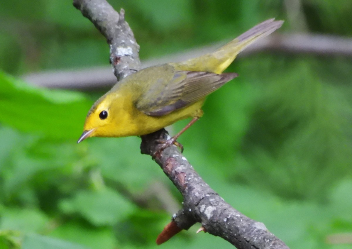 Wilson's Warbler - ML620284996