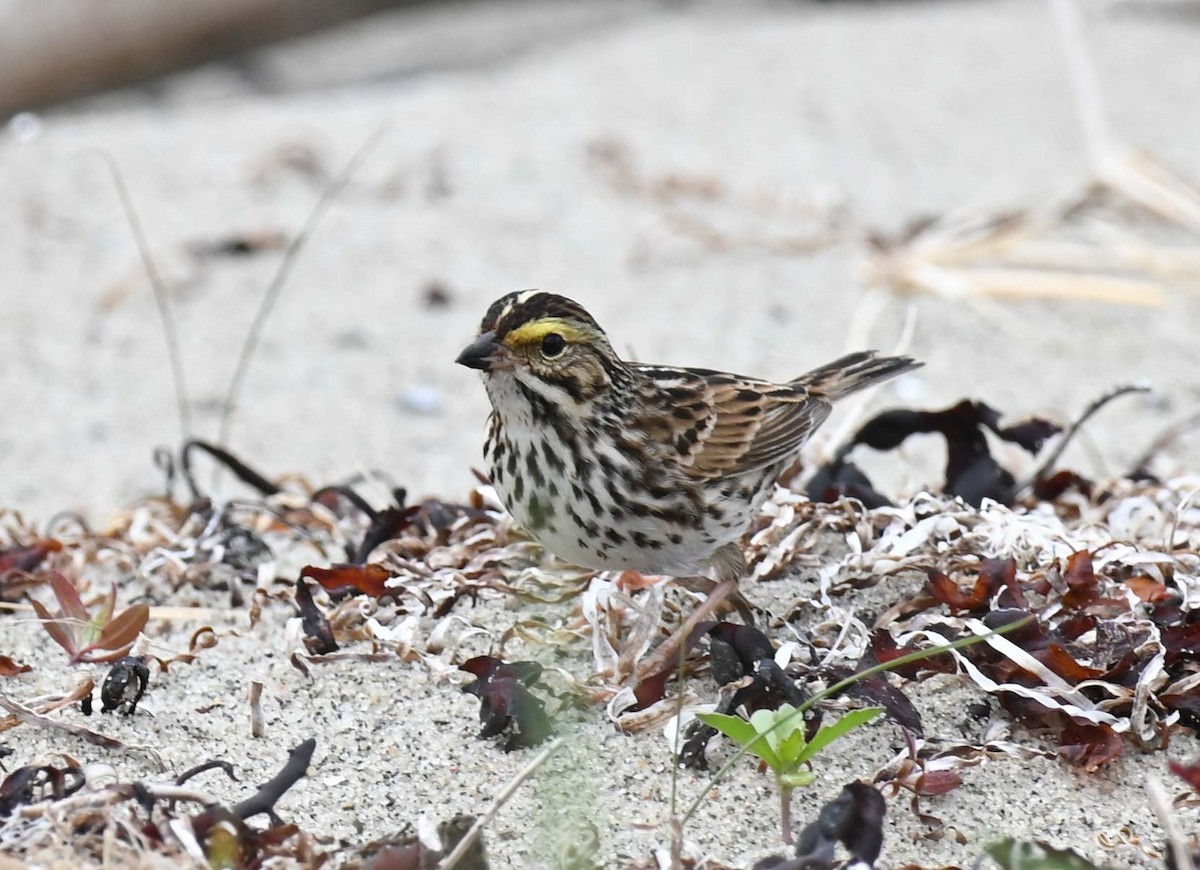 Savannah Sparrow - Kathy Marche