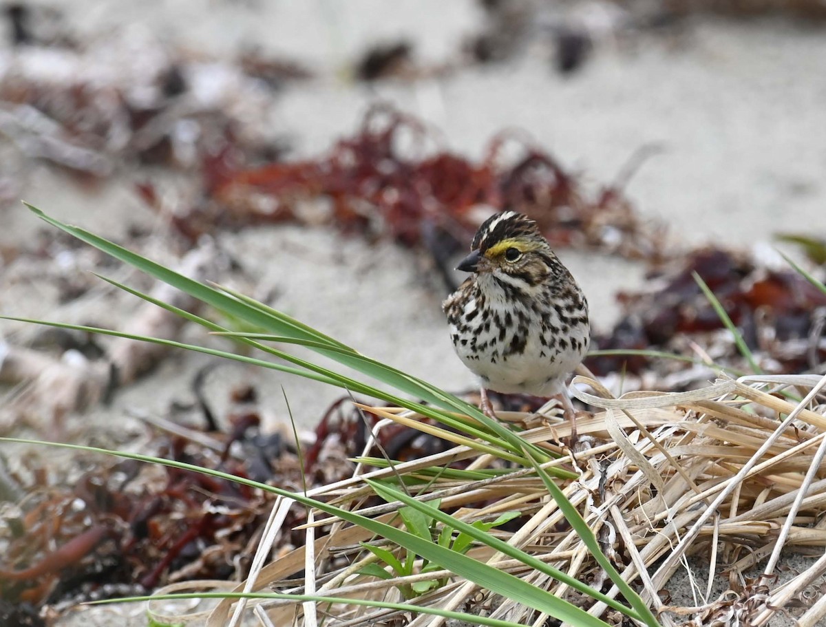 Savannah Sparrow - ML620284999