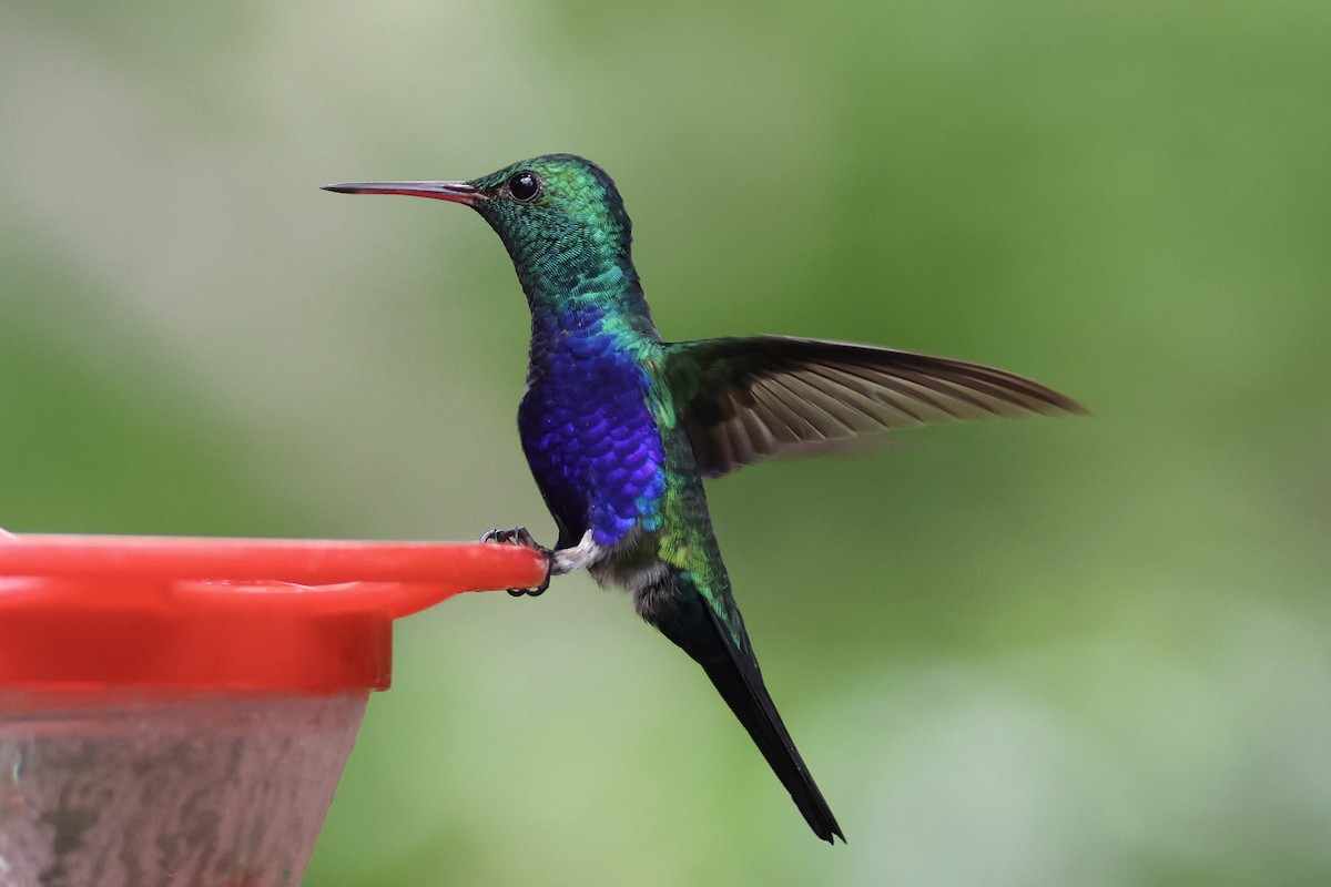 Violet-bellied Hummingbird - ML620285004