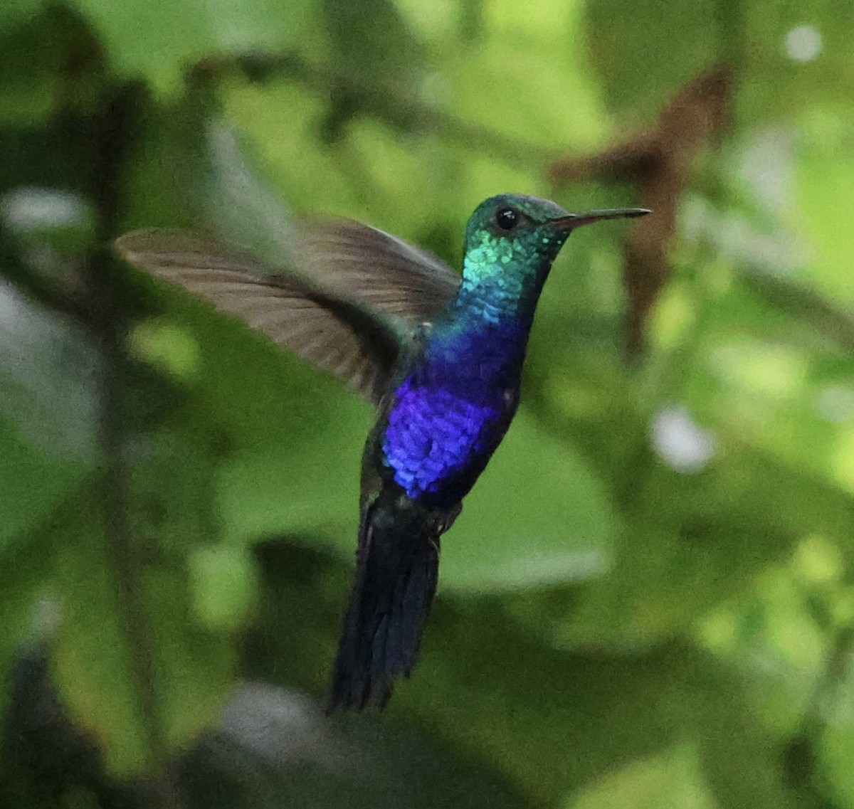 Violet-bellied Hummingbird - Laura Adams