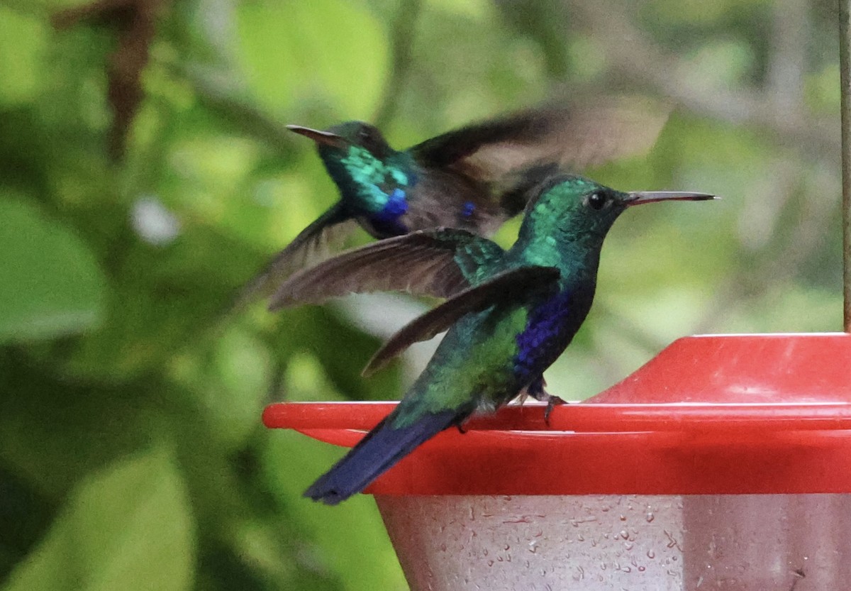 Violet-bellied Hummingbird - ML620285006