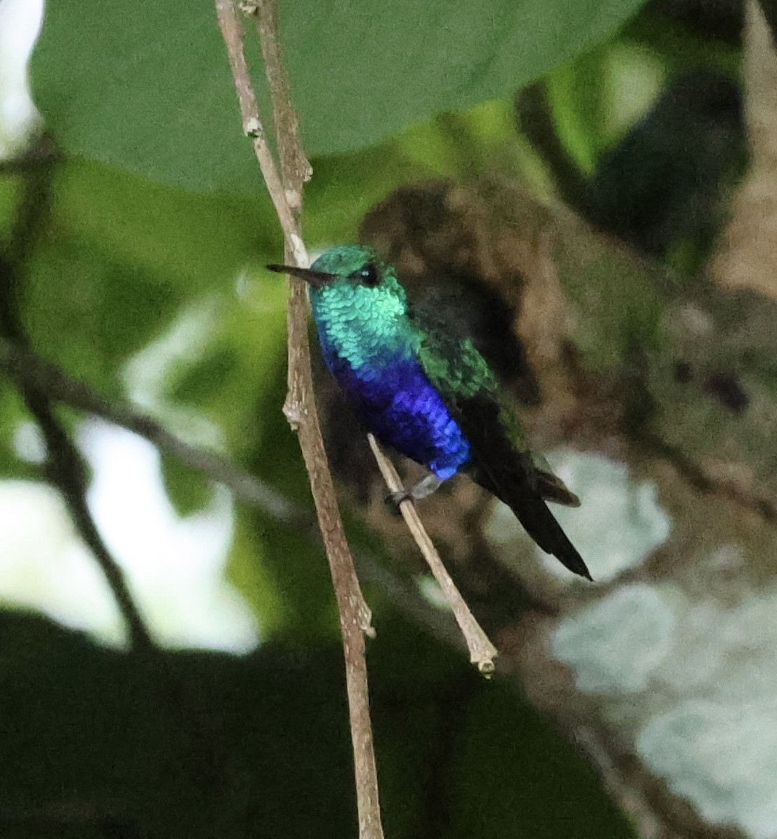 Violet-bellied Hummingbird - ML620285007