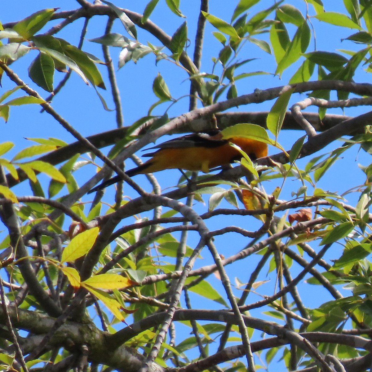 Hooded Oriole - ML620285008