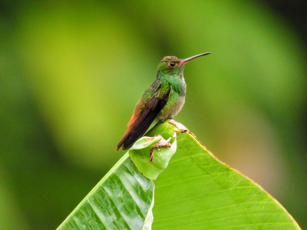 Rufous-tailed Hummingbird - ML620285009