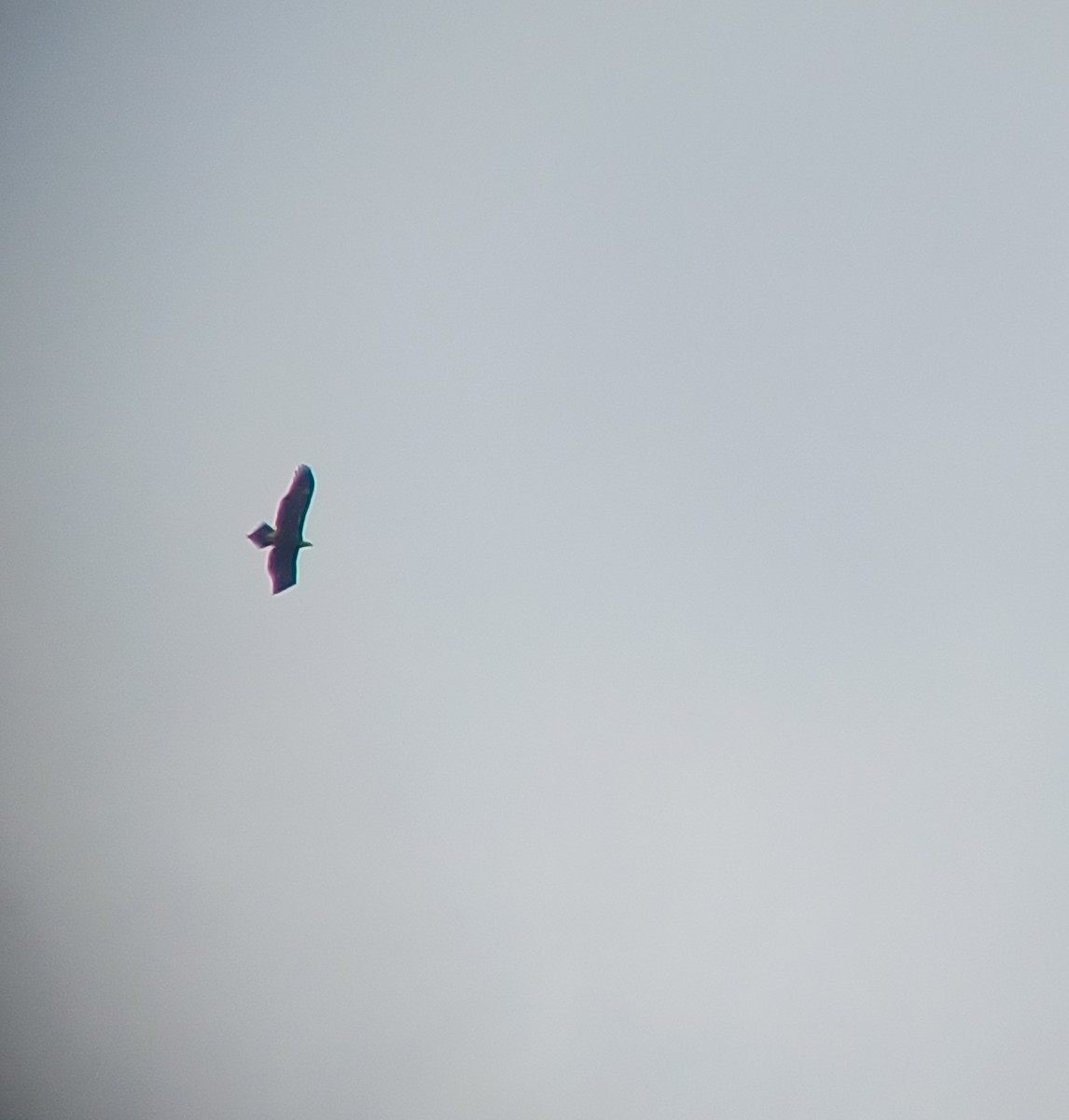 Wedge-tailed Eagle - ML620285011