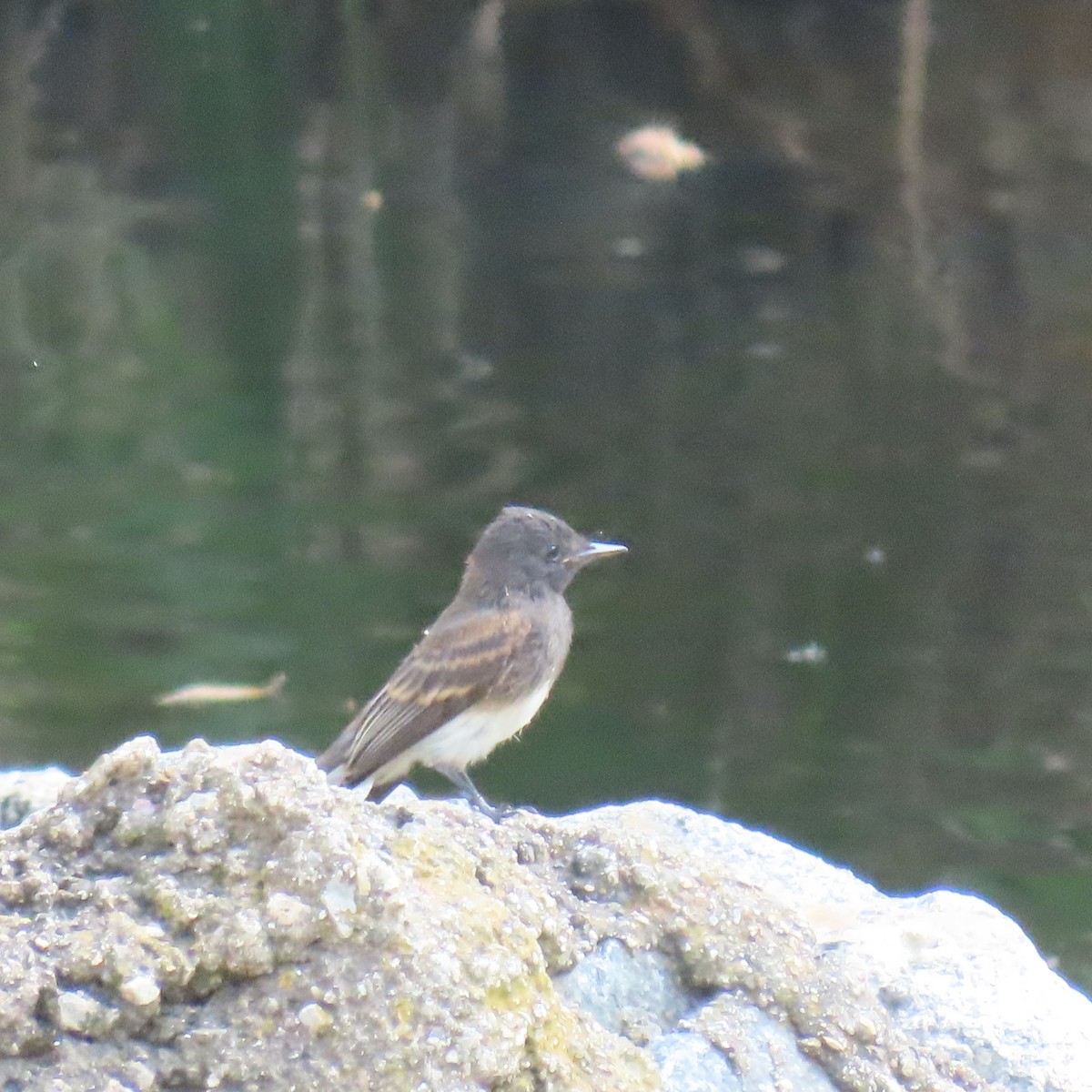 Black Phoebe - ML620285013