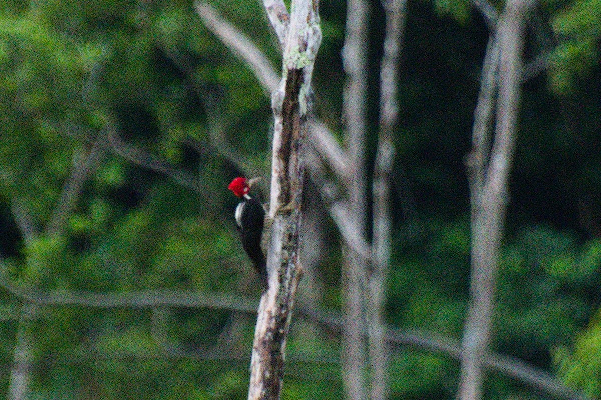 Crimson-crested Woodpecker - ML620285014