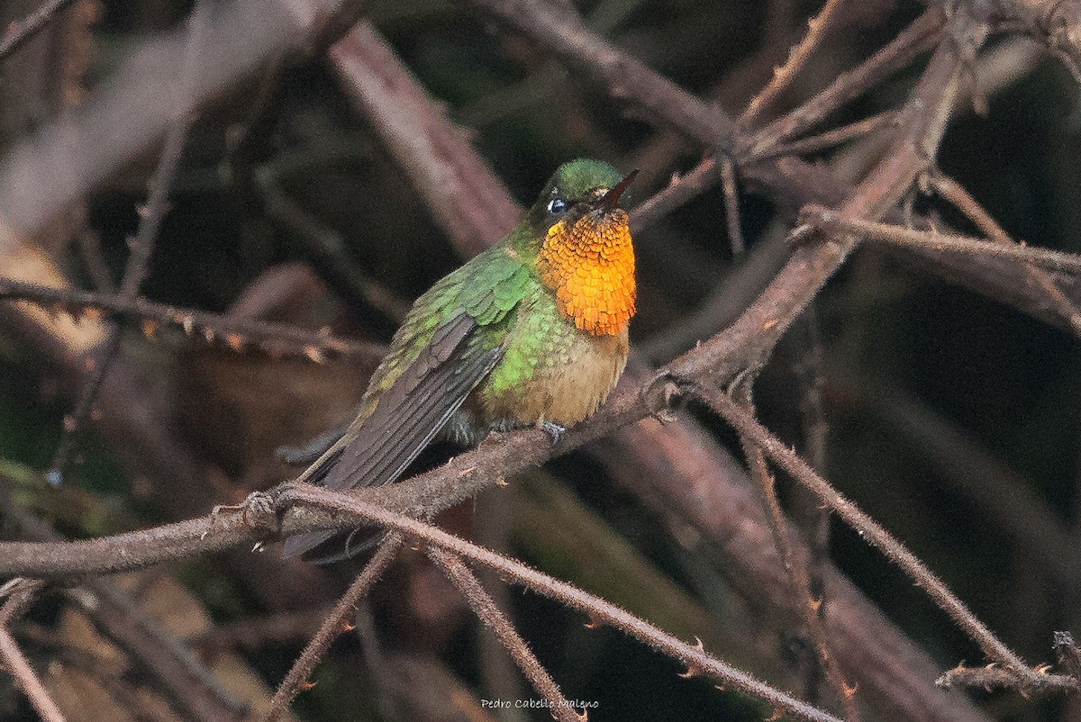 kolibřík oranžovohrdlý - ML620285015