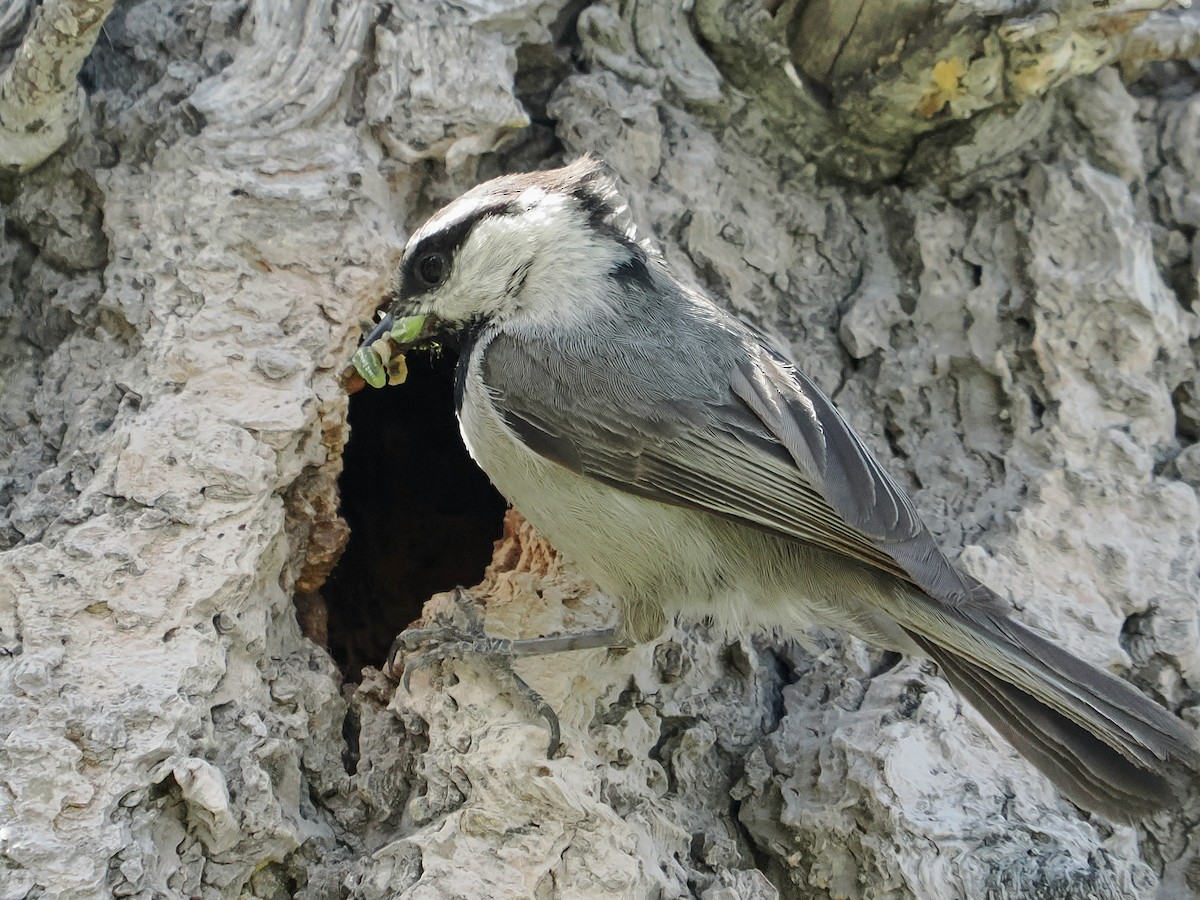 Mountain Chickadee - ML620285019