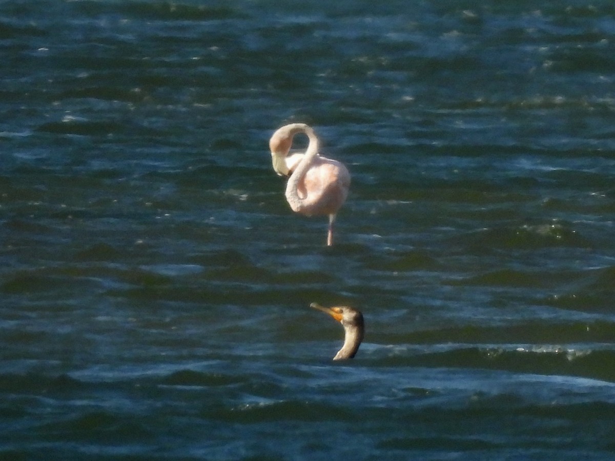 Flamant des Caraïbes - ML620285021